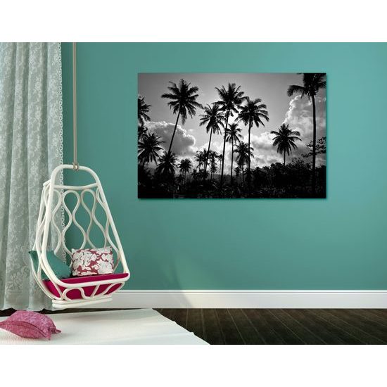 Obraz kokosové palmy v žiare slnka v čiernobielom prevedení