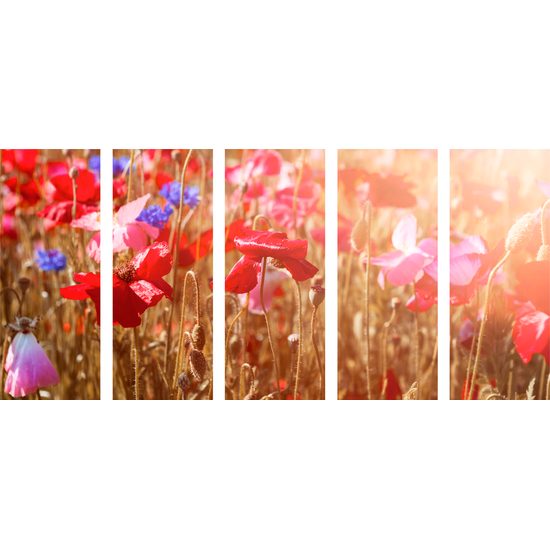 5-dielny obraz lúčne maky na slnečnej lúke