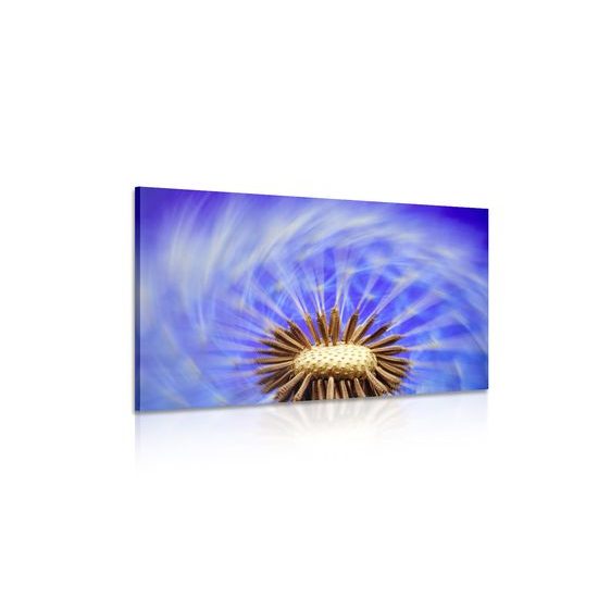 Obraz čarovná púpava