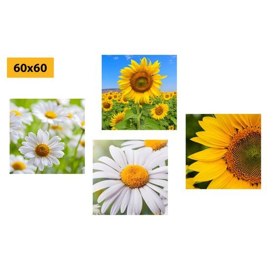 Set obrazov krásne letné lúčne kvety