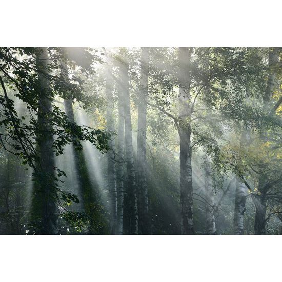 Samolepiaca fototapeta lúče slnka v lese