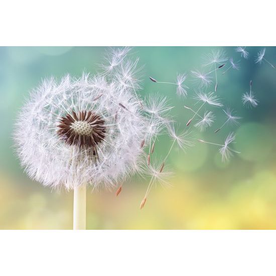 Obraz dotyk púpavy s vetrom