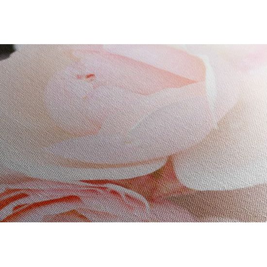 Obraz pôvabné ruže