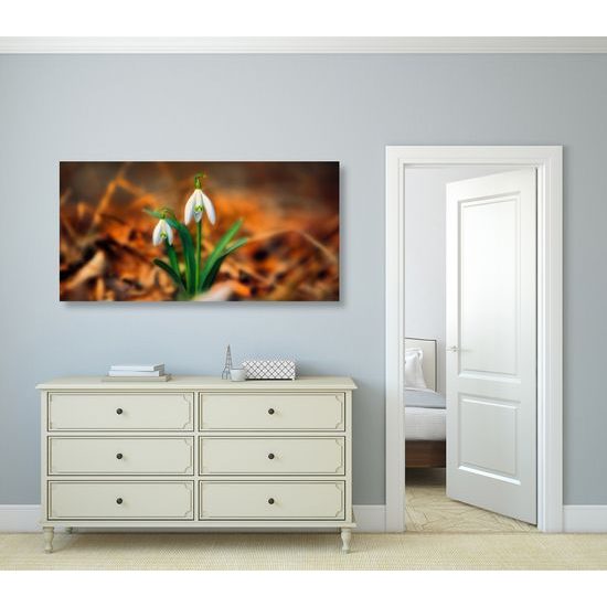 Obraz prvé snežienky