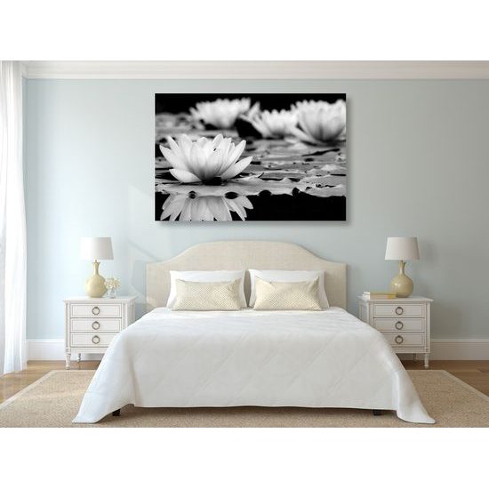 Obraz nádherné lekno v čiernobielom prevedení