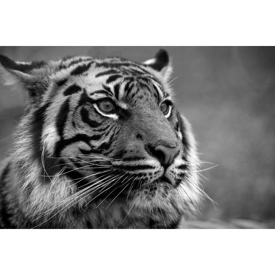 Fototapeta sústredený pohľad tigra v čiernobielom prevedení