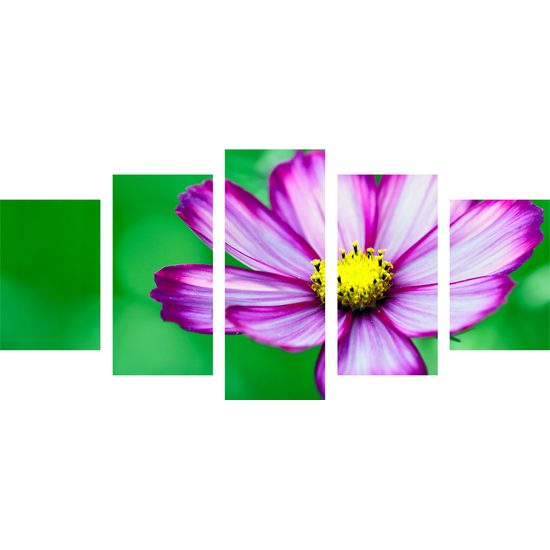 5-dielny obraz jedinečný kvet krasuľky