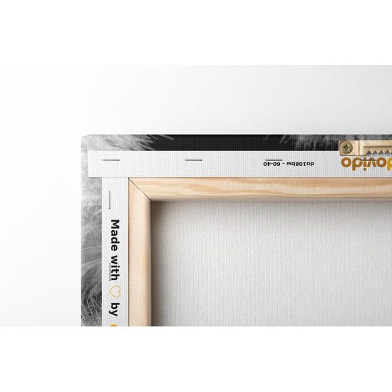 Obraz púpava v rozkvete v čiernobielom prevedení