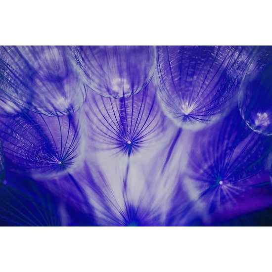 Zaujímavá samolepiaca fototapeta fialová púpava