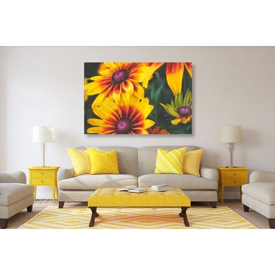 Obraz žiarivé kvety rudbekie