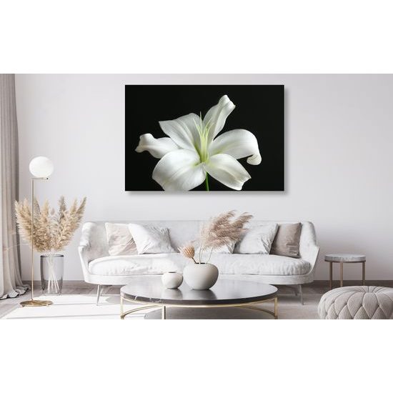 Obraz dýchberúca biela ľalia