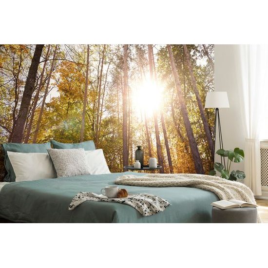 Samolepiaca fototapeta jesenný les