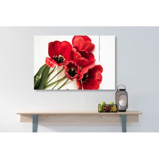 Obraz nádherné tulipány