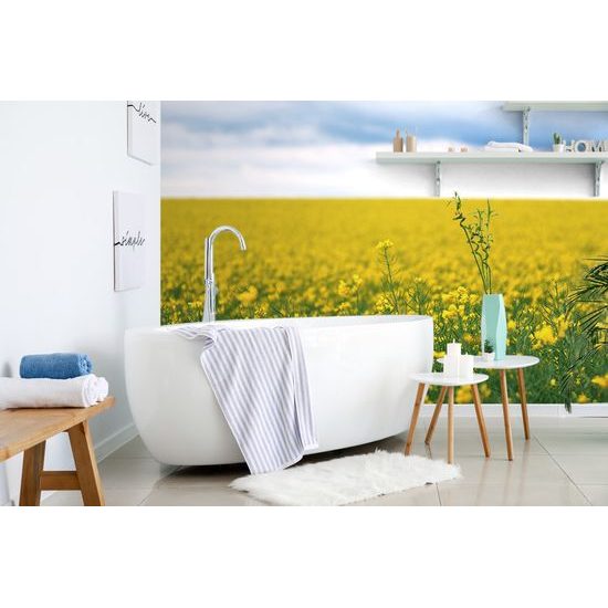 Samolepiaca fototapeta repkové pole
