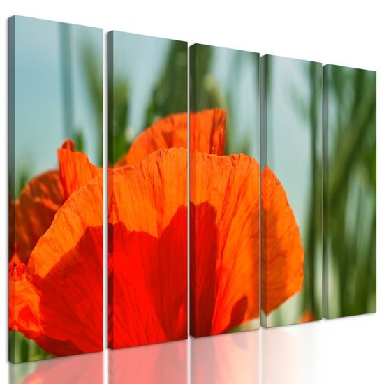 5-dielny obraz nádherný mak