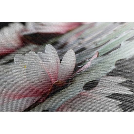 Obraz nádherné lekno