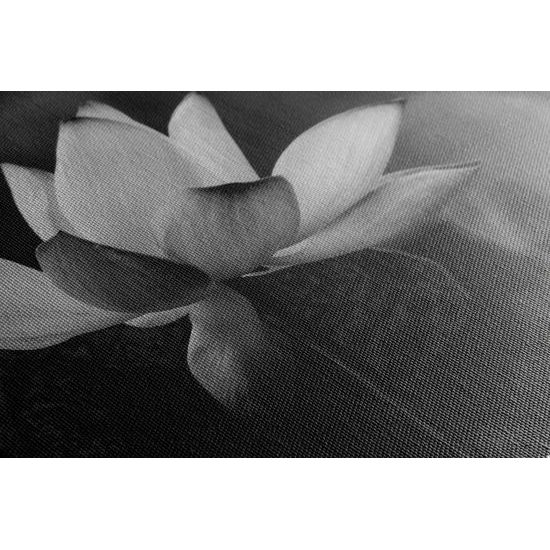 Obraz nádherny kvet v čiernobielom prevedení