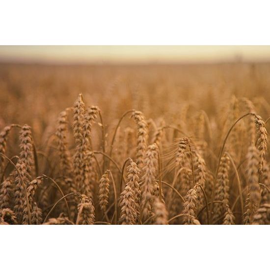 Obraz pšeničné pole