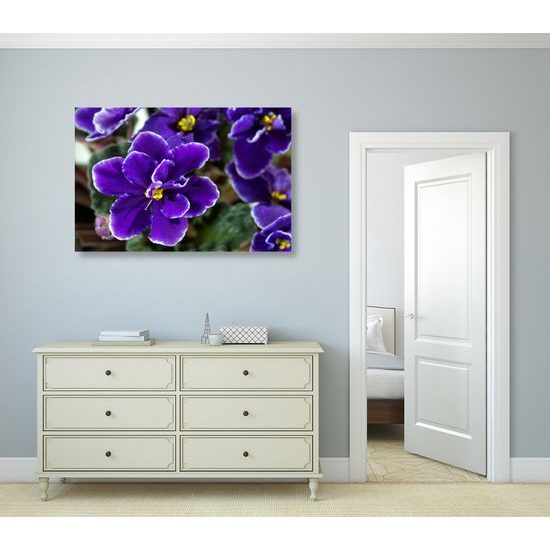 Obraz nádherne kvitnúca fialka