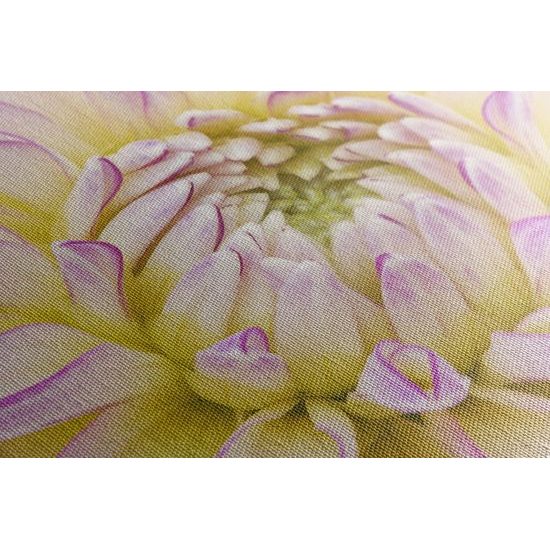 Obraz perfektný detail na kvet dálie