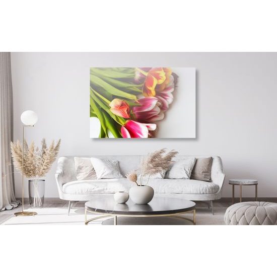 Obraz prekrásne sfarbené tulipány