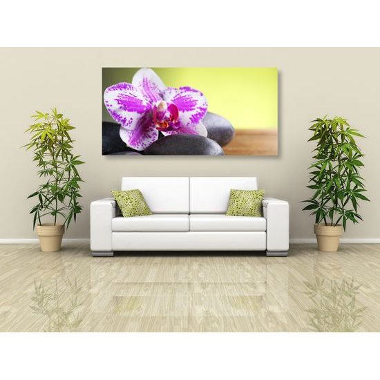 Obraz zaujímavo sfarbená orchidea