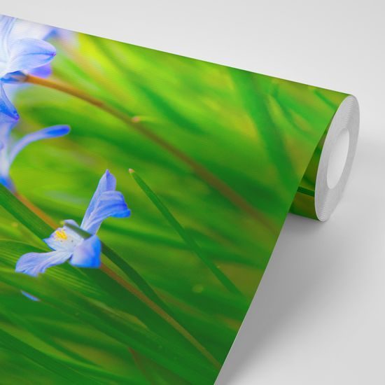 Samolepiaca tapeta nenápadné kvietky v tráve