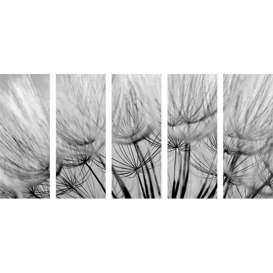 5-dielny obraz presný detail púpavy v čiernobielom prevedení