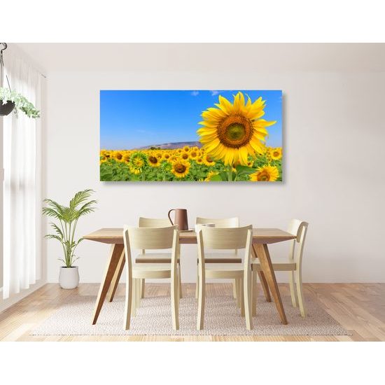 Obraz žlté slnečnice pod modrou oblohou