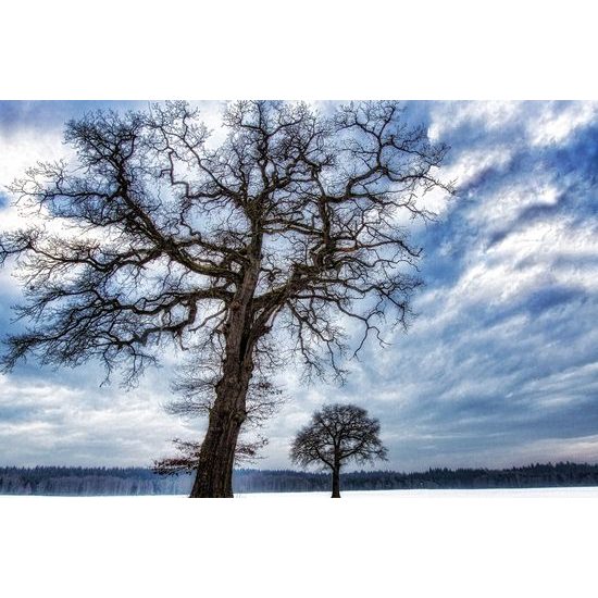 Obraz krajina zapadnutá snehom