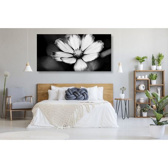 Obraz nežný kvet krasuľky v čiernobielom prevedení