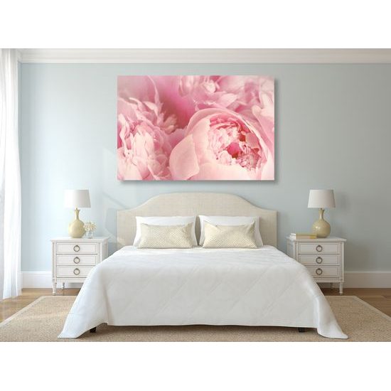 Obraz detail na ružové kvety