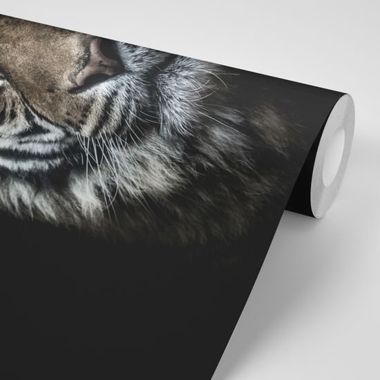 Samolepiaca fototapeta dravý pohľad tigra