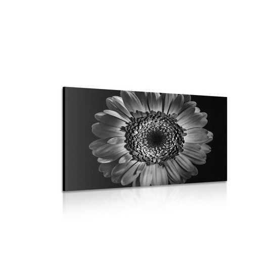 Obraz detail gerbery v čiernobielom prevedení