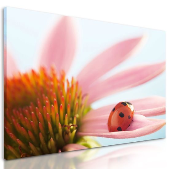 Obraz lienka na lupienku kvetu