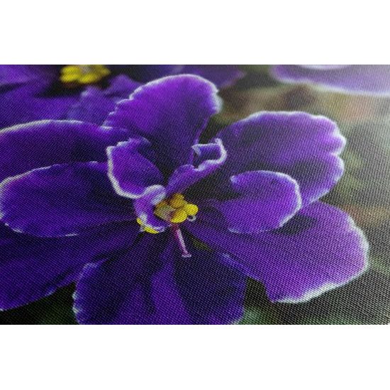 Obraz kvitnúca fialka