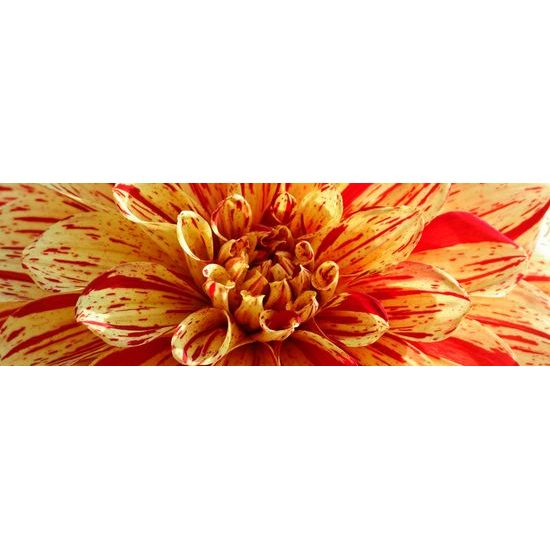 Obraz detail ohromnej dálie