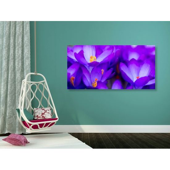 Obraz dýchberúci purpurový šafrán