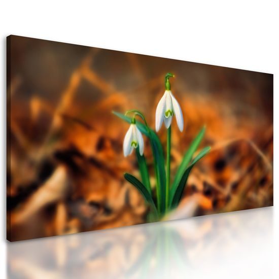 Obraz prvé snežienky