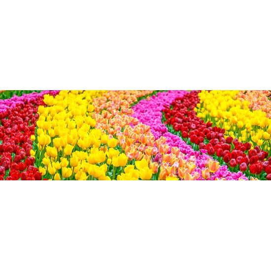 Obraz lúka plná tulipánov