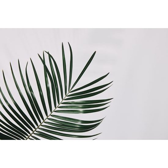 Fototapeta minimalistický list palmy