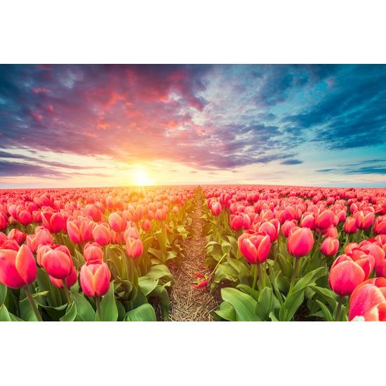 Obraz západ slnka nad rozkvinutými tulipánmi