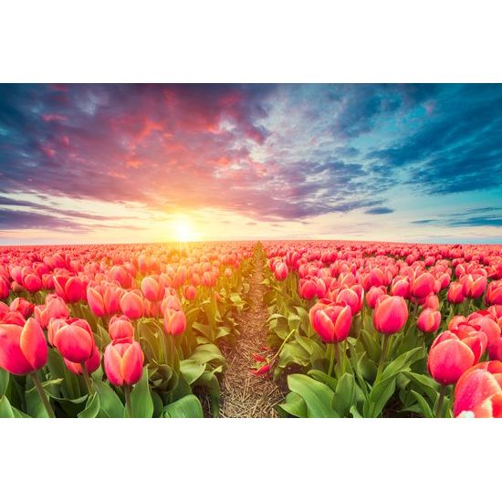 Obraz západ slnka nad rozkvinutými tulipánmi