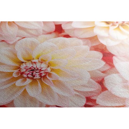 Obraz rozkvitnuté dálie v teplých farbách