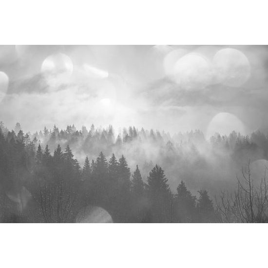 Samolepiaca fototapeta ranné lúče slnka nad lesom v čiernobielom prevedení
