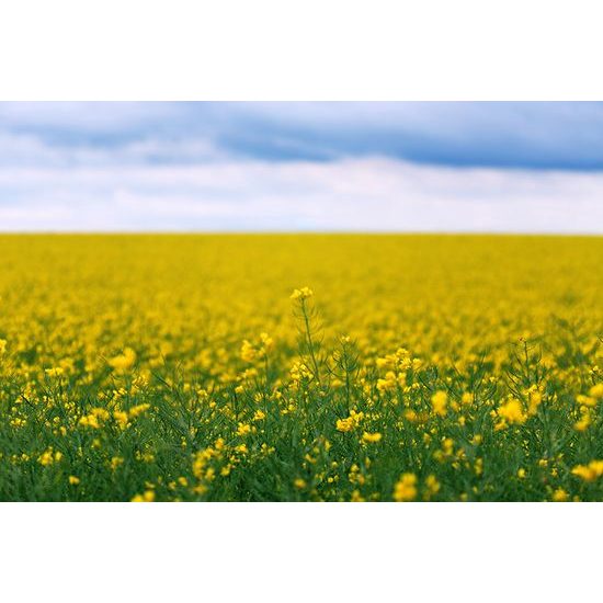 Samolepiaca fototapeta repkové pole