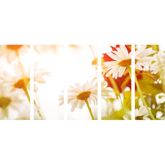 5-dielny obraz kvety na slnečnej lúke