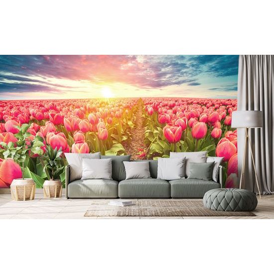 Samolepiaca tapeta východ slnka nad tulipánovým poľom