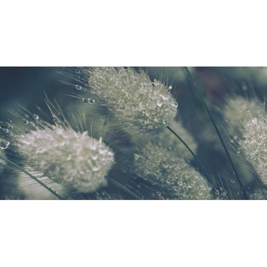 Obraz rastliny po daždi