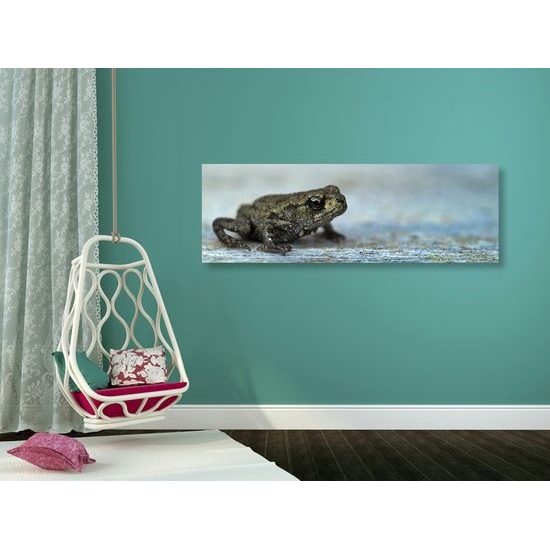 Obraz ropucha